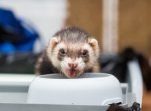 furet en train de boire